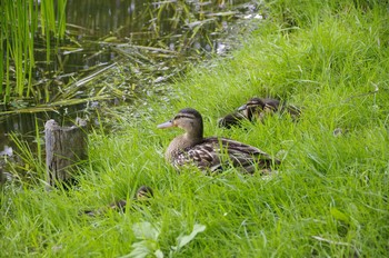 Mallard 百合が原公園 Sat, 7/11/2020