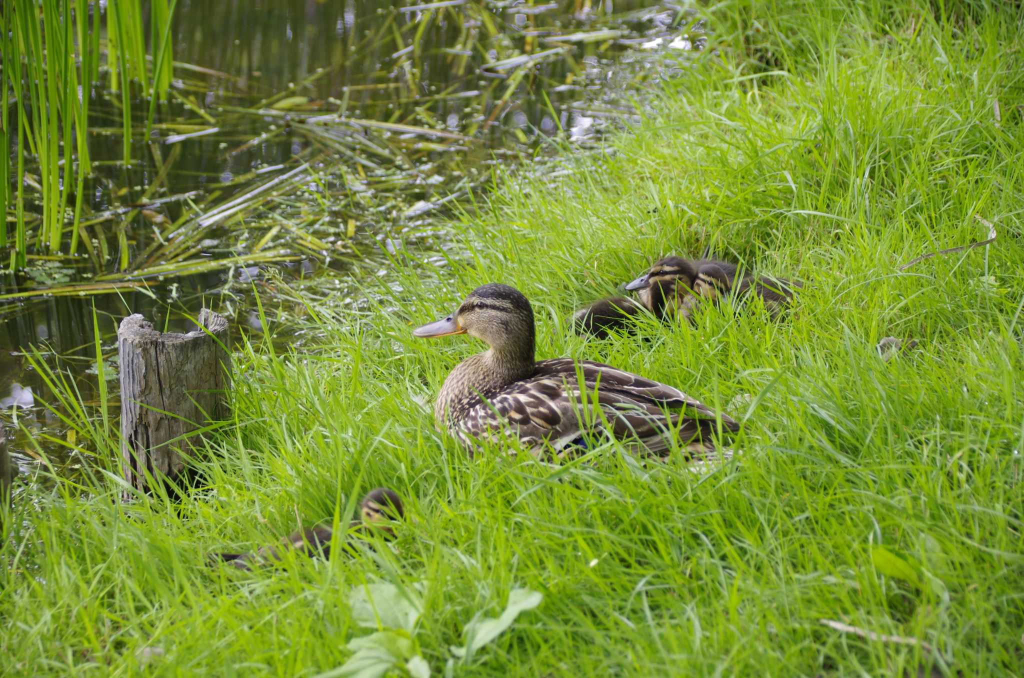 Photo of Mallard at 百合が原公園 by oyajii