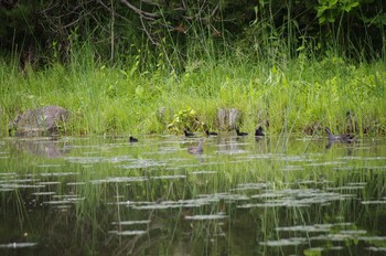 Common Moorhen 百合が原公園 Sat, 7/11/2020