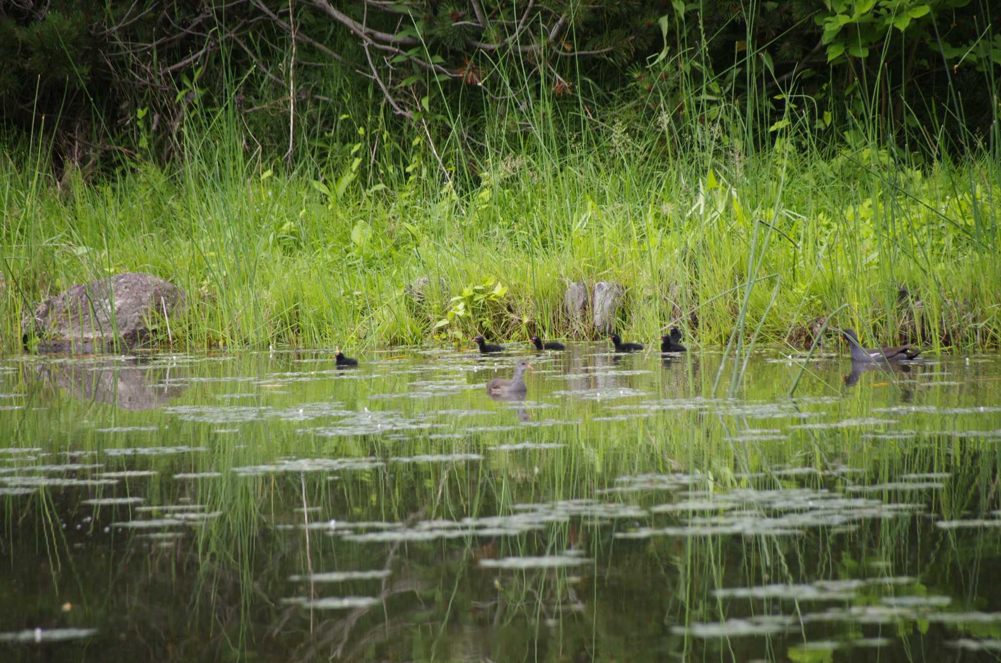 Photo of Common Moorhen at 百合が原公園 by oyajii