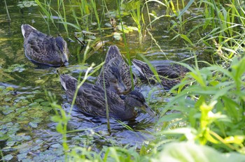 マガモ 百合が原公園 2020年7月18日(土)