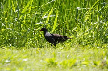 Common Moorhen 百合が原公園 Sat, 7/18/2020