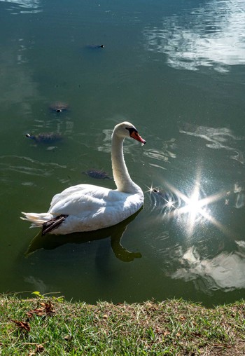 Mute Swan 奈良市水上池 Mon, 8/10/2020