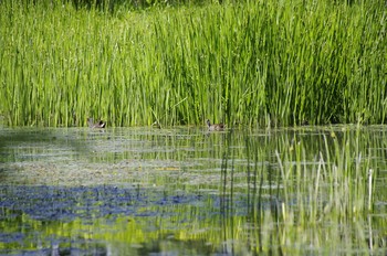 Common Moorhen 百合が原公園 Sun, 7/19/2020