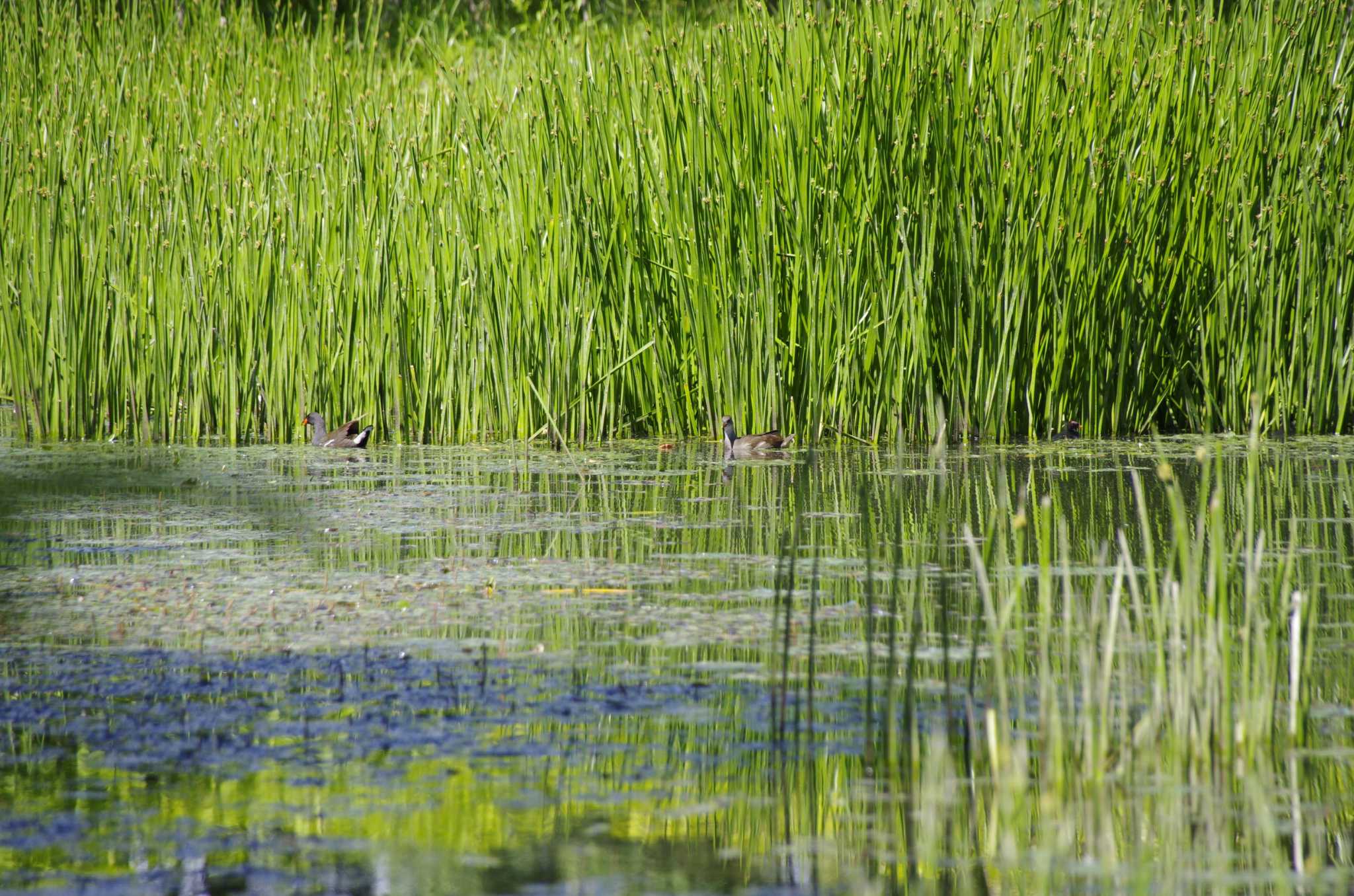 Common Moorhen