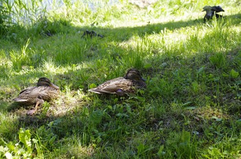 Mallard 百合が原公園 Sun, 7/19/2020