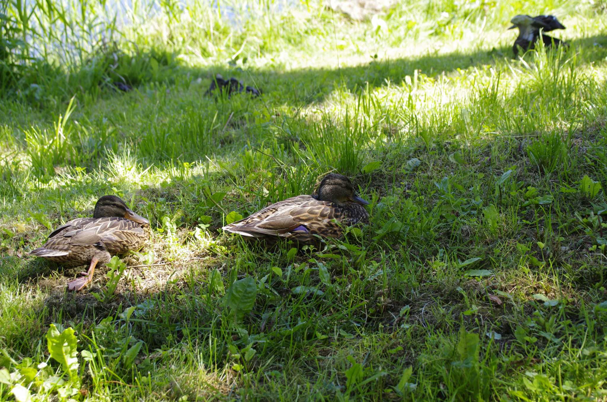 百合が原公園 マガモの写真 by oyajii