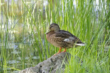 Sun, 7/19/2020 Birding report at 百合が原公園