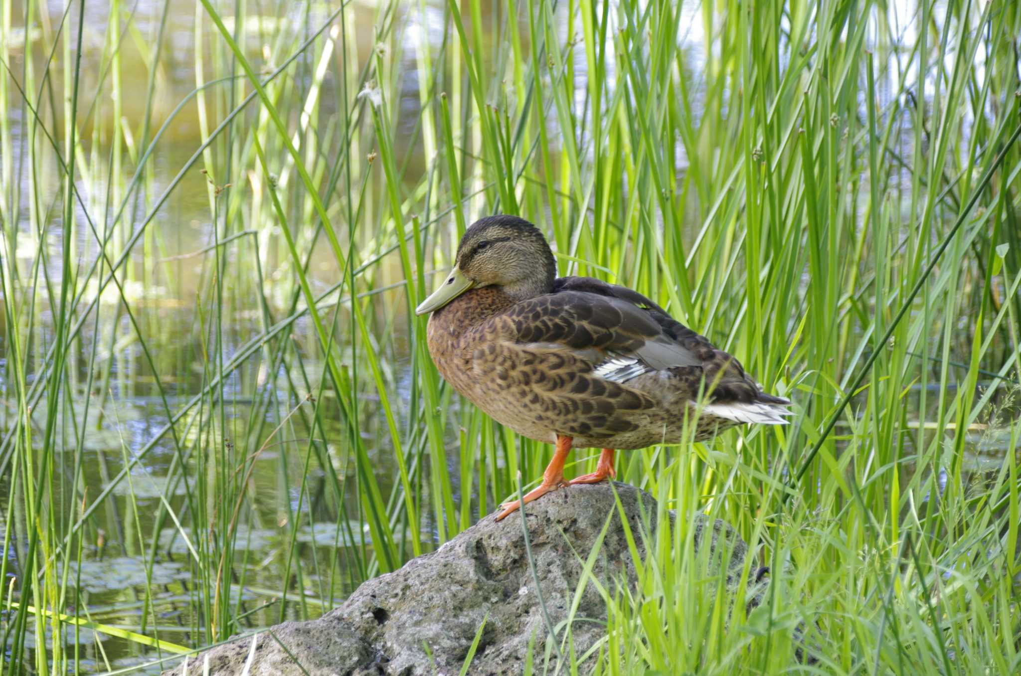 Photo of Mallard at 百合が原公園 by oyajii