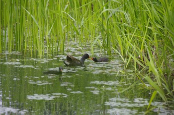 Common Moorhen 百合が原公園 Sat, 7/25/2020