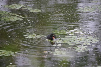 Common Moorhen 百合が原公園 Sat, 7/25/2020