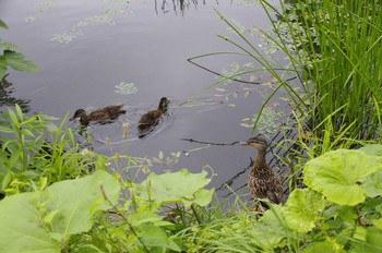 Mallard 百合が原公園 Sat, 7/25/2020