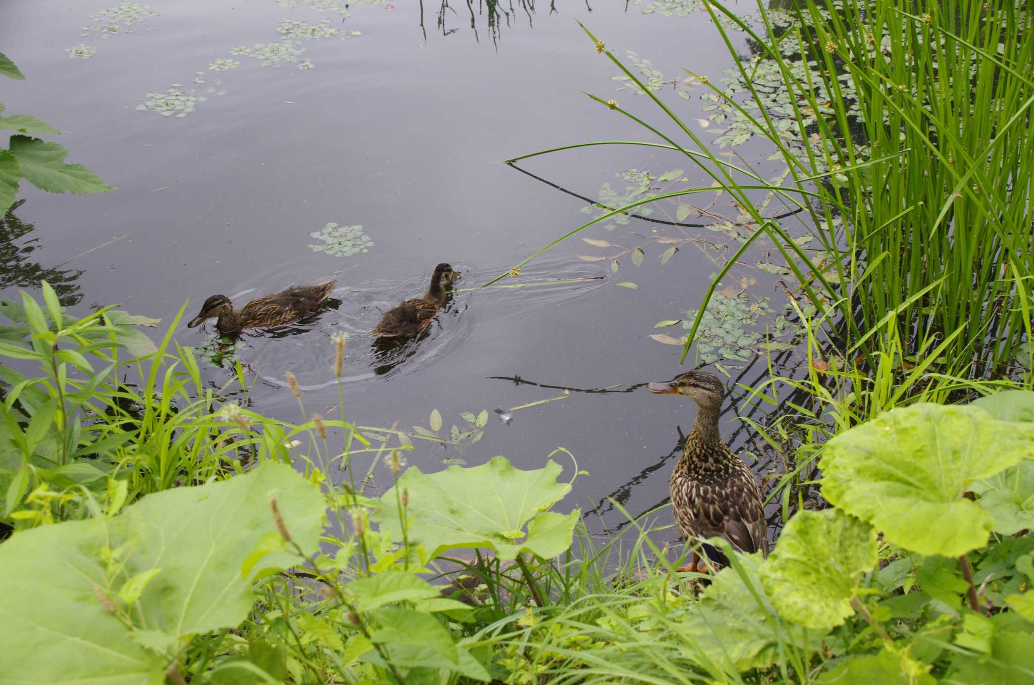 百合が原公園 マガモの写真 by oyajii