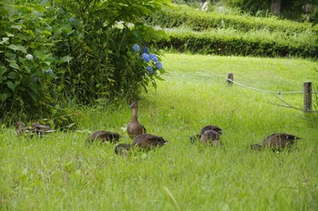 Mallard 百合が原公園 Sat, 7/25/2020