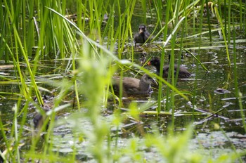 Common Moorhen 百合が原公園 Sun, 7/26/2020