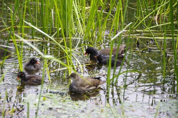 Common Moorhen 百合が原公園 Sun, 7/26/2020