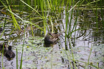 Common Moorhen 百合が原公園 Sun, 7/26/2020