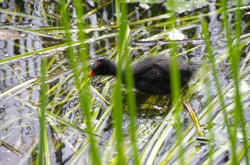 Common Moorhen 百合が原公園 Sun, 7/26/2020