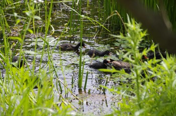 Common Moorhen 百合が原公園 Sun, 7/26/2020