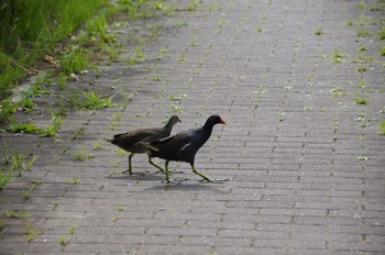 Common Moorhen 百合が原公園 Sun, 7/26/2020