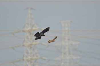 チョウゲンボウ 武庫川 2020年8月9日(日)