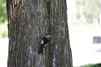 Great Spotted Woodpecker 百合が原公園 Sat, 8/1/2020