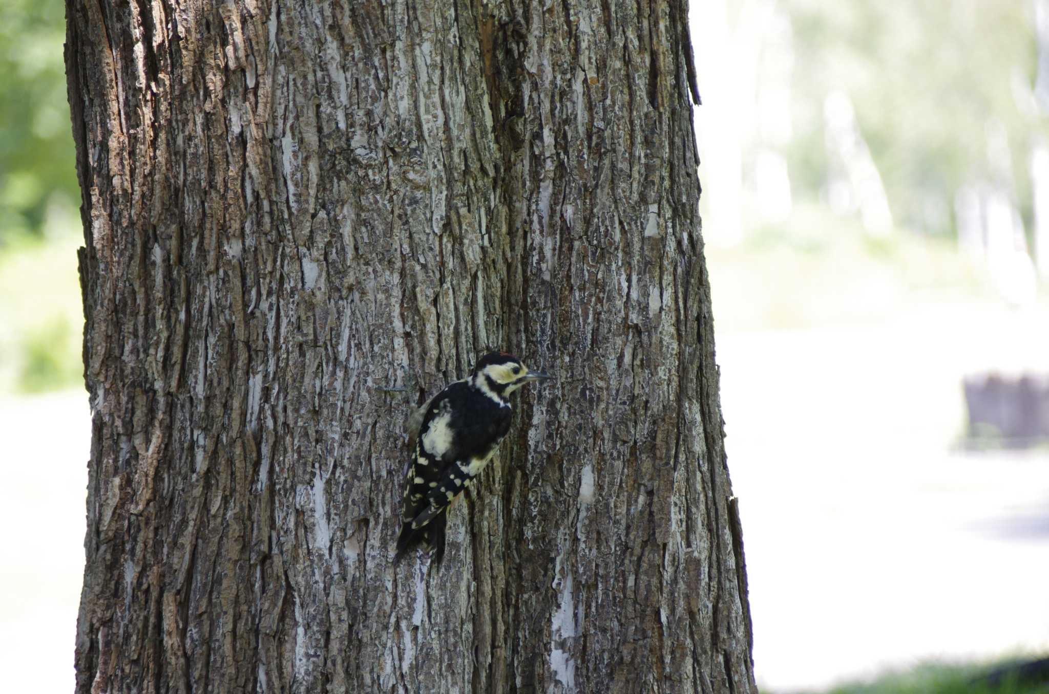 Photo of Great Spotted Woodpecker at 百合が原公園 by oyajii