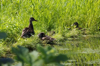 マガモ 百合が原公園 2020年8月1日(土)