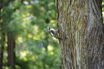 Great Spotted Woodpecker 百合が原公園 Sat, 8/1/2020