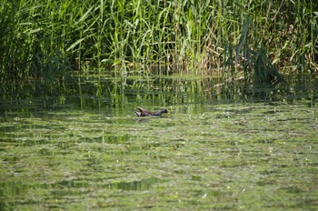 Common Moorhen 百合が原公園 Sun, 8/2/2020