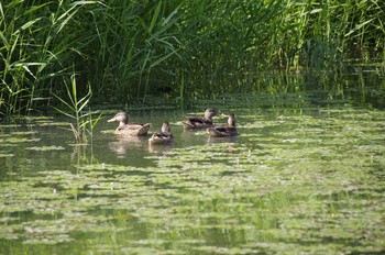 Sun, 8/2/2020 Birding report at 百合が原公園