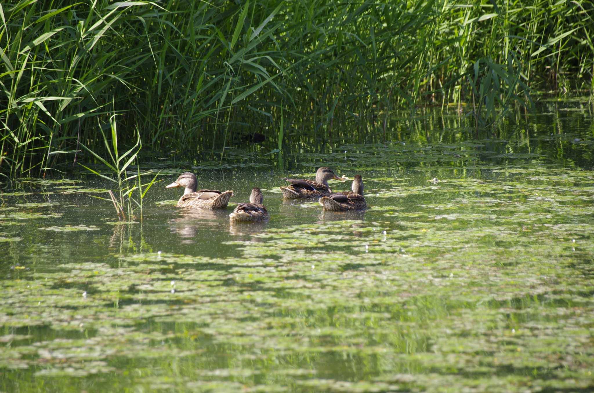 Photo of Mallard at 百合が原公園 by oyajii