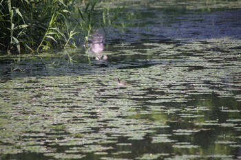 Common Moorhen 百合が原公園 Sun, 8/2/2020