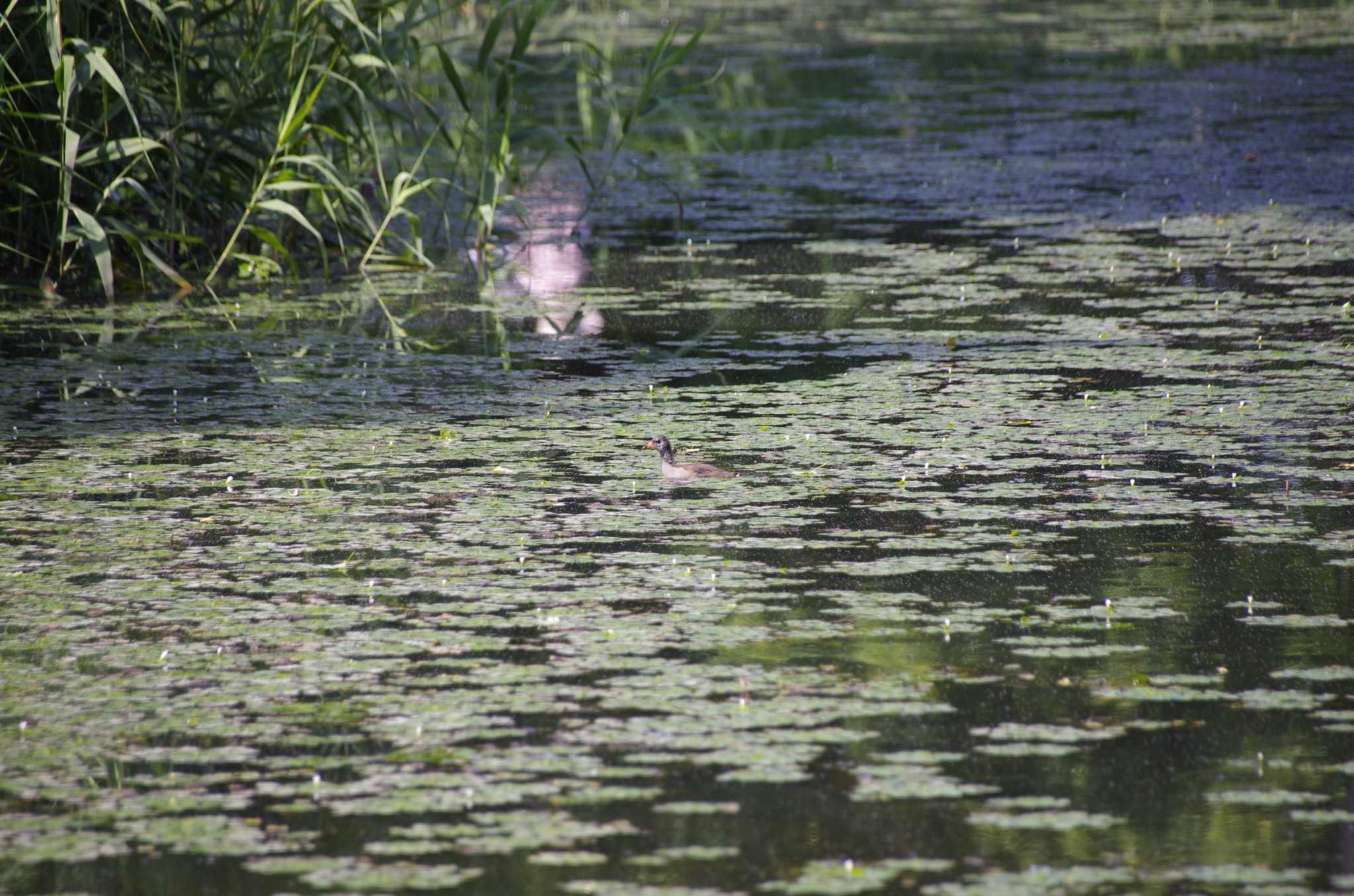 Photo of Common Moorhen at 百合が原公園 by oyajii