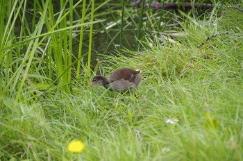 Common Moorhen 百合が原公園 Sat, 8/8/2020