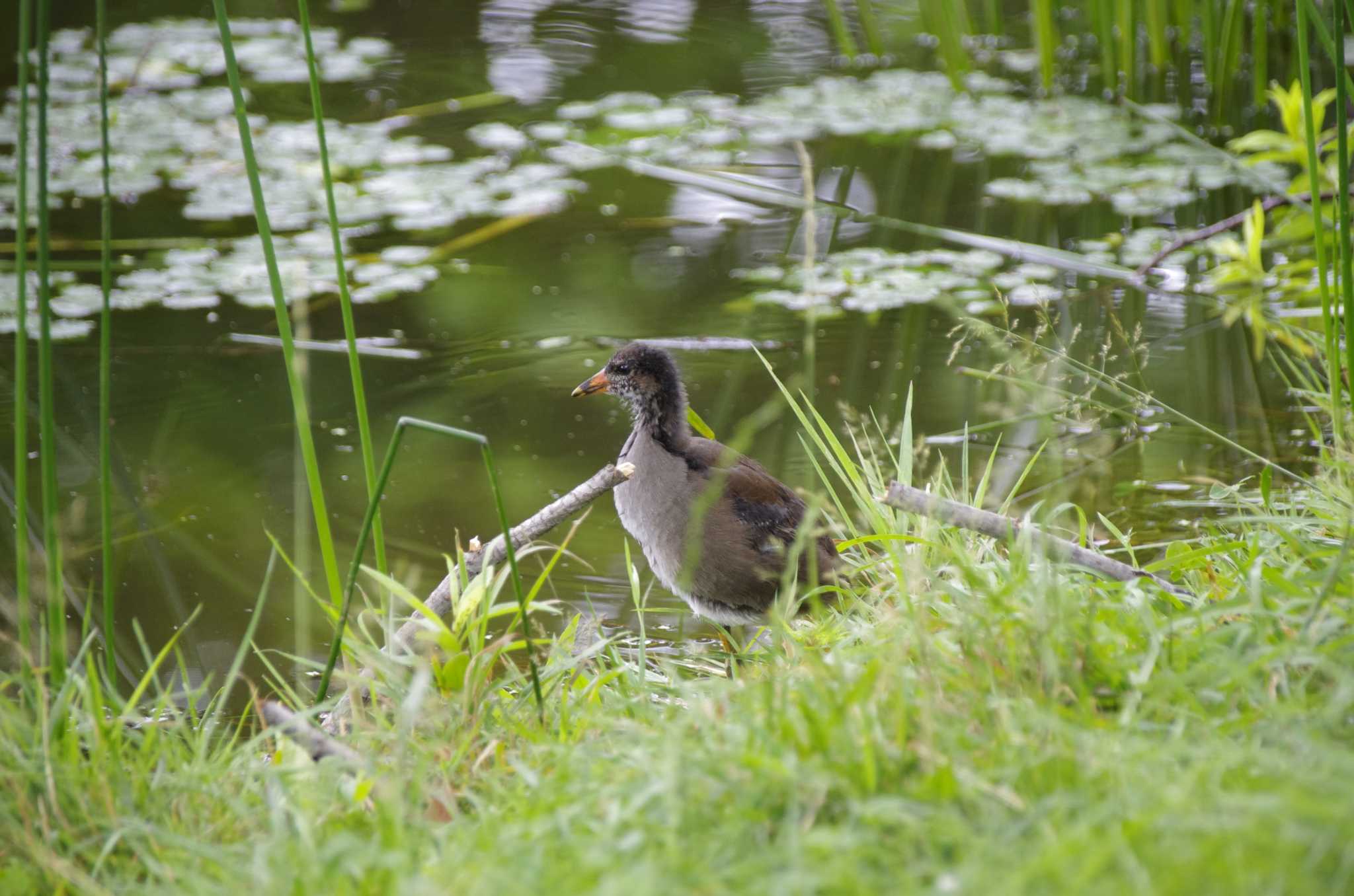 Photo of Common Moorhen at 百合が原公園 by oyajii