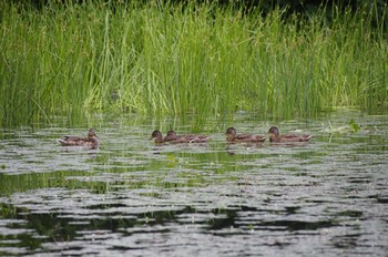 Mallard 百合が原公園 Sat, 8/8/2020