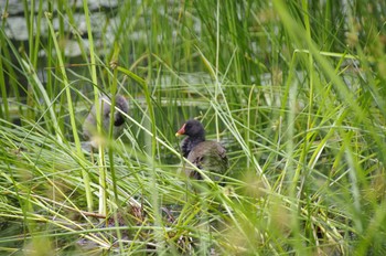 Common Moorhen 百合が原公園 Sat, 8/8/2020