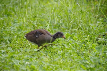 Common Moorhen 百合が原公園 Sat, 8/8/2020