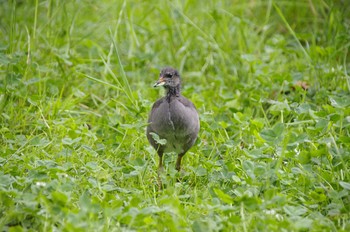 Common Moorhen 百合が原公園 Sat, 8/8/2020