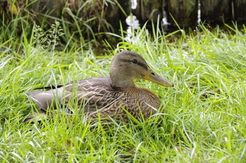 マガモ 百合が原公園 2020年8月8日(土)