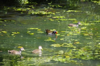 Common Moorhen 百合が原公園 Sun, 8/9/2020