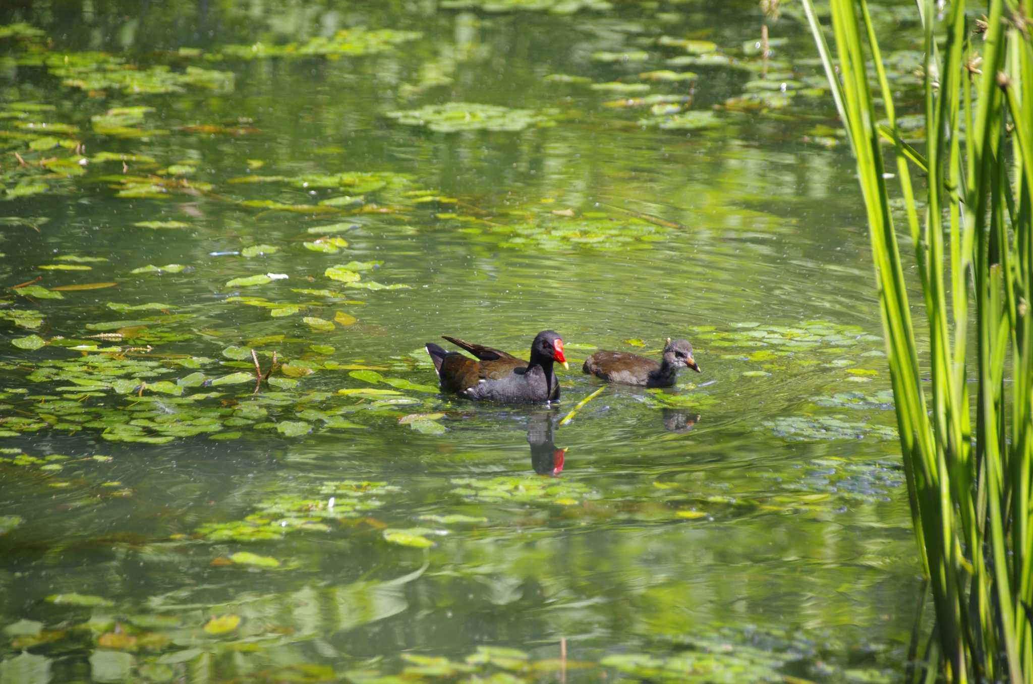 Photo of Common Moorhen at 百合が原公園 by oyajii