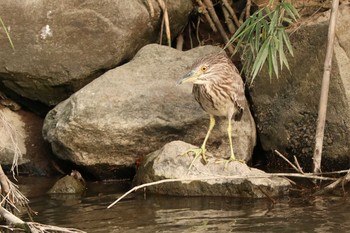 2020年8月9日(日) 岡本川の野鳥観察記録