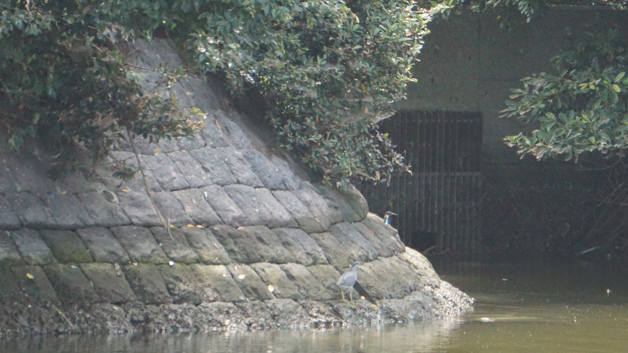 東京野鳥公園 カワセミの写真 by 鳥散歩