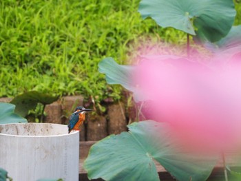 Common Kingfisher Machida Yakushiike Park Sun, 8/9/2020