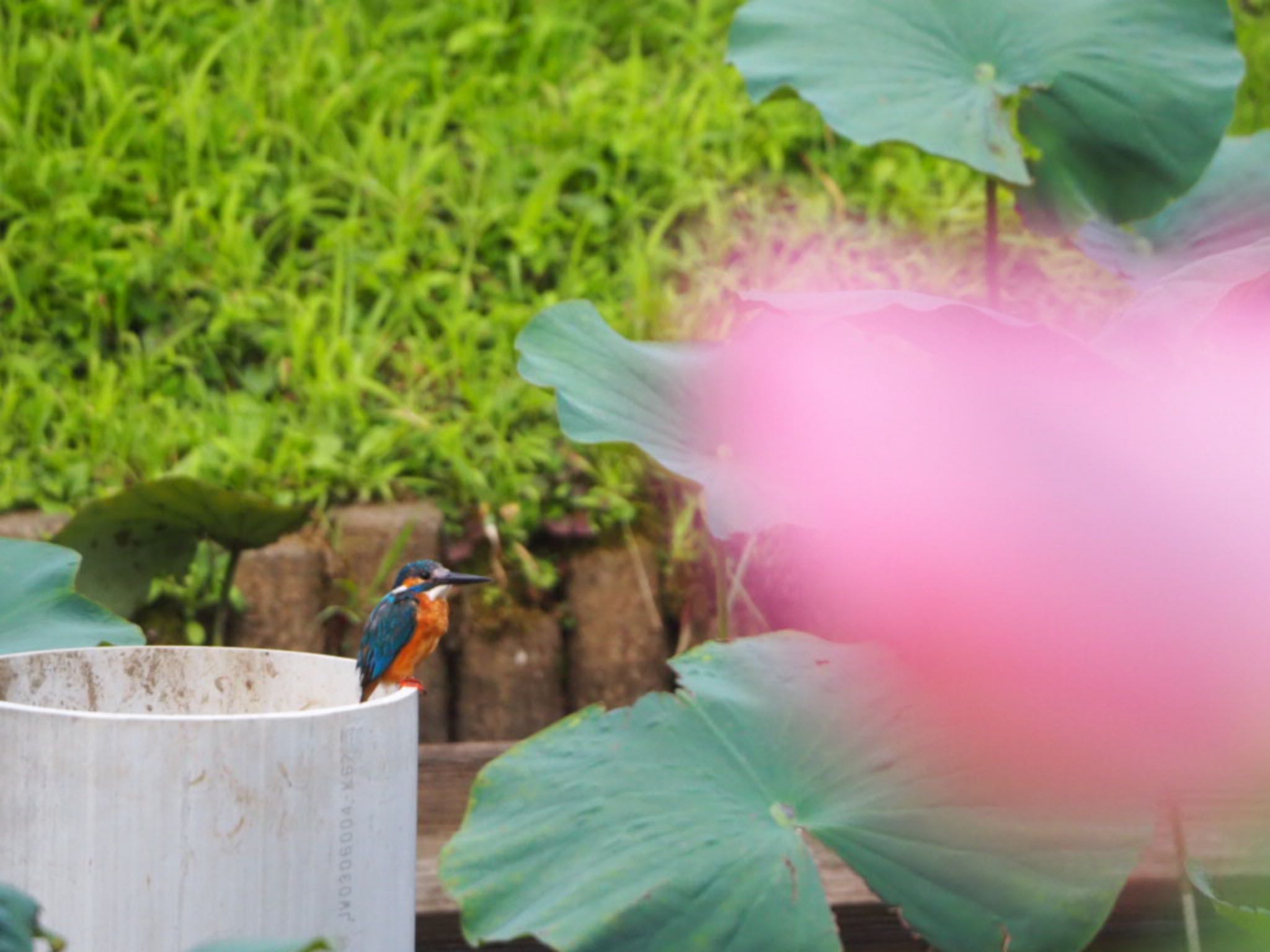 薬師池公園 カワセミの写真 by mk623