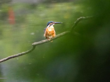 Common Kingfisher Machida Yakushiike Park Sun, 8/9/2020