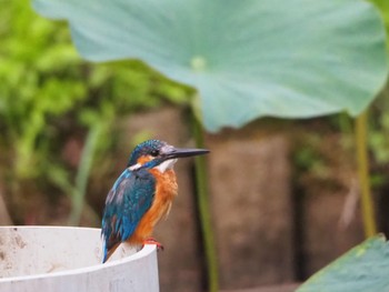 Common Kingfisher Machida Yakushiike Park Sun, 8/9/2020