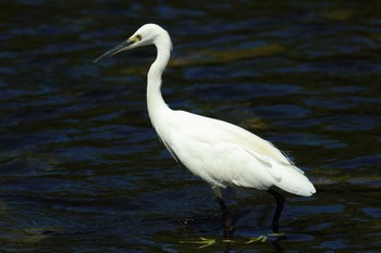 Little Egret 天野川 Mon, 8/10/2020